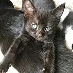 Black, Cat, Eyes