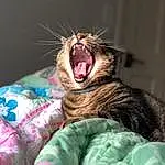 Carnivore, Jaw, Comfort, Felidae, Yawn, Whiskers, Small To Medium-sized Cats, Fang, Snout, Furry friends, Magenta, Roar, Terrestrial Animal, Claw, Shout, Room, Darkness, Flesh