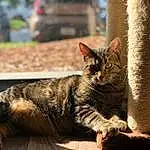 Cat, Carnivore, Felidae, Whiskers, Small To Medium-sized Cats, Wood, Snout, Car, Terrestrial Animal, Furry friends, Domestic Short-haired Cat, Tail, Paw, Road Surface, Sitting, Claw, Comfort, Street