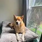 Dog, Plant, Dog breed, Window, Carnivore, Whiskers, Companion dog, Fawn, Comfort, Snout, Dingo, Tail, Spitz, Working Animal, Canidae, Wood, Curtain, Grass, Shade