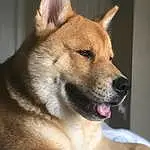 Dog, Dog breed, Carnivore, Fawn, Snout, Companion dog, Collar, Spitz, Whiskers, Furry friends, Dingo, Window, Terrestrial Animal, Fang, Ancient Dog Breeds, Working Dog, Dog Collar
