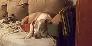 Name Pit Bull Terrier Dog Bernadette