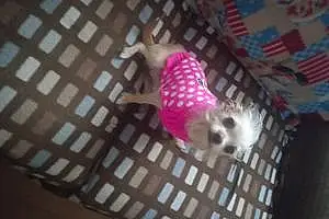 Name Chihuahua Dog Gidget