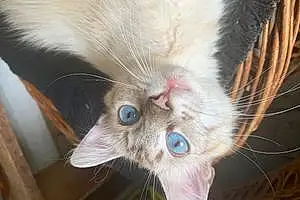 Name Siamese Cat Ceecee