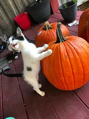 Halloween Cat Pepper