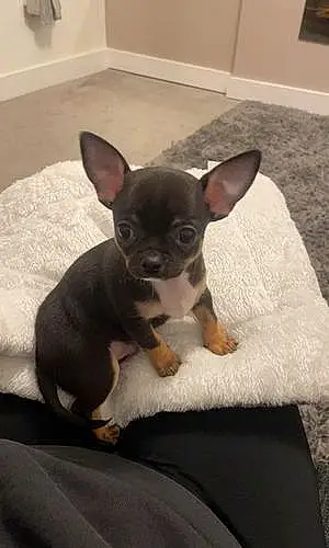 Name Chihuahua Dog Alvin
