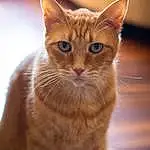 Brown, Cat, Felidae, Carnivore, Whiskers, Small To Medium-sized Cats, Fawn, Wood, Ear, Tail, Snout, Furry friends, Domestic Short-haired Cat, Terrestrial Animal, Paw