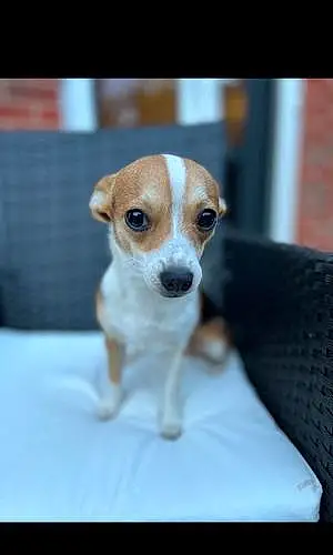 Name Chihuahua Dog Dollie