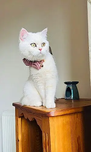 Name British Shorthair Cat Elsa
