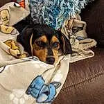 Dog, Comfort, Couch, Textile, Carnivore, Companion dog, Dog breed, Linens, Electric Blue, Toy Dog, Rottweiler, Working Animal, Working Dog, Small Terrier, Guard Dog