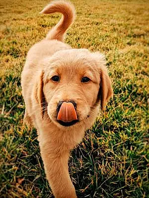 Name Golden Retriever Dog Bowser