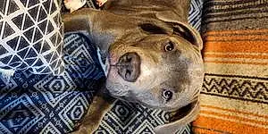 Name Pit Bull Terrier Dog Baloo