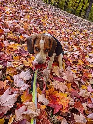 Name Beagle Dog Baxter