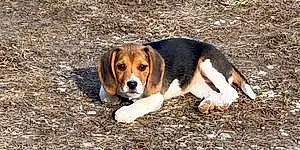Name Beagle Dog Blair