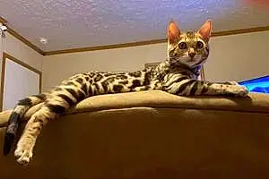 Bengal Cat Benjamin
