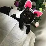 Cat, Pink, Black cats, Whiskers, Plush, Stuffed Toy, Textile, Furry friends, Kitten