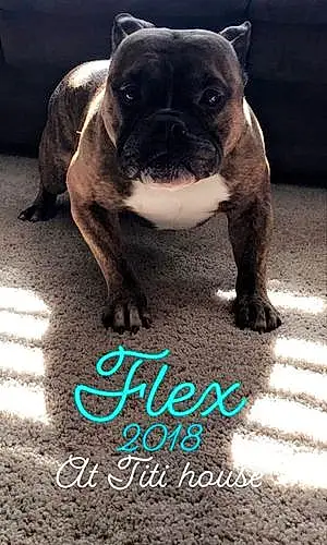 Name Dog Flex