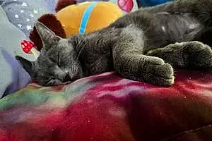 Chartreux Cat Mabel