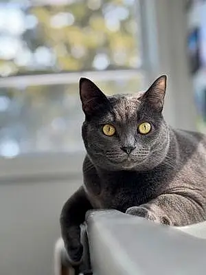 Chartreux Cat Miss Kitty