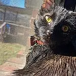 Cat, Carnivore, Felidae, Small To Medium-sized Cats, Sky, Iris, Whiskers, Snout, Black cats, Mesh, Domestic Short-haired Cat, Terrestrial Animal, Tail, Furry friends, Grass, Tree, Wood, Plant