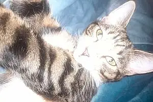 Name British Shorthair Cat Calypso