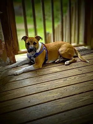 Name Pit Bull Terrier Dog Bruiser