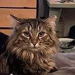 Cat, Felidae, Carnivore, Small To Medium-sized Cats, Whiskers, Snout, Furry friends, Terrestrial Animal, Domestic Short-haired Cat, Maine Coon