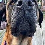 Dog, Light, Dog breed, Carnivore, Collar, Whiskers, Ear, Companion dog, Fawn, Dog Collar, Working Animal, Snout, Wrinkle, Boxer, Pet Supply, Giant Dog Breed, Canidae, Liver, Grass
