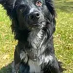 Dog, Dog breed, Carnivore, Whiskers, Grass, Companion dog, Snout, Collar, Working Animal, Dog Collar, Furry friends, Borador, Plant, Border Collie, Terrestrial Animal, Canidae, Working Dog, Herding Dog