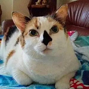 Name American Shorthair Cat Fifi