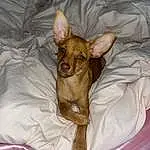Dog, Comfort, Dog breed, Carnivore, Fawn, Ear, Companion dog, Linens, Furry friends, Terrestrial Animal, Canidae, Bed, Bedding, Duvet, Wrinkle, Nap, Tail, Claw