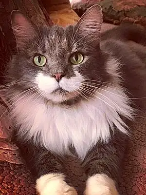 Name Turkish Angora Cat Chippy