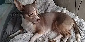 Name Chihuahua Dog Dizzy