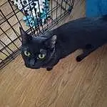 Cat, Wood, Carnivore, Felidae, Small To Medium-sized Cats, Fawn, Whiskers, Hardwood, Snout, Tail, Wood Stain, Black cats, Domestic Short-haired Cat, Furry friends, Wood Flooring, Pet Supply, Laminate Flooring, Terrestrial Animal, Paw