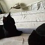 Cat, Comfort, Carnivore, Felidae, Grey, Small To Medium-sized Cats, Wood, Whiskers, Tints And Shades, Tail, Snout, Black cats, Bombay, Furry friends, Linens, Hardwood, Domestic Short-haired Cat, Window