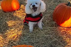 Halloween Poodle Dog Abigail