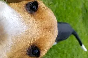 Name Beagle Dog Chubs