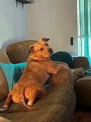 Name Pit Bull Terrier Dog Gauge