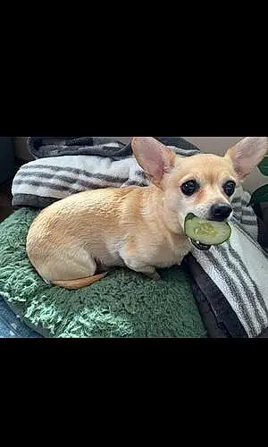 Name Chihuahua Dog Ernie