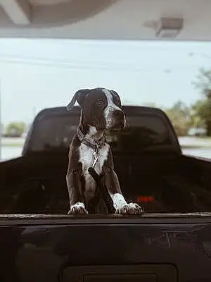 Name Pit Bull Terrier Dog Groot