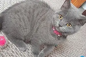 British Shorthair Cat Pearl