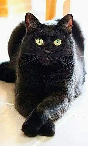 Name Cat Blackie