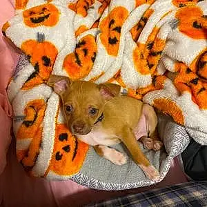 Name Chihuahua Dog Bruiser