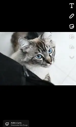 Name Ragdoll Cat Figaro