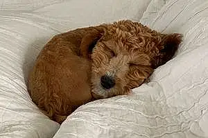 Name Goldendoodle Dog Georgia