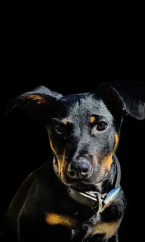 Name Rottweiler Dog Abel