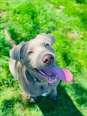 Name Labrador Retriever Dog Dexter