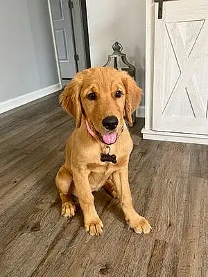 Golden Retriever Dog Sadie Mae