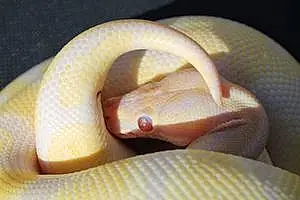 Name Snake Genevieve
