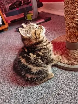 British Shorthair Cat Pixie